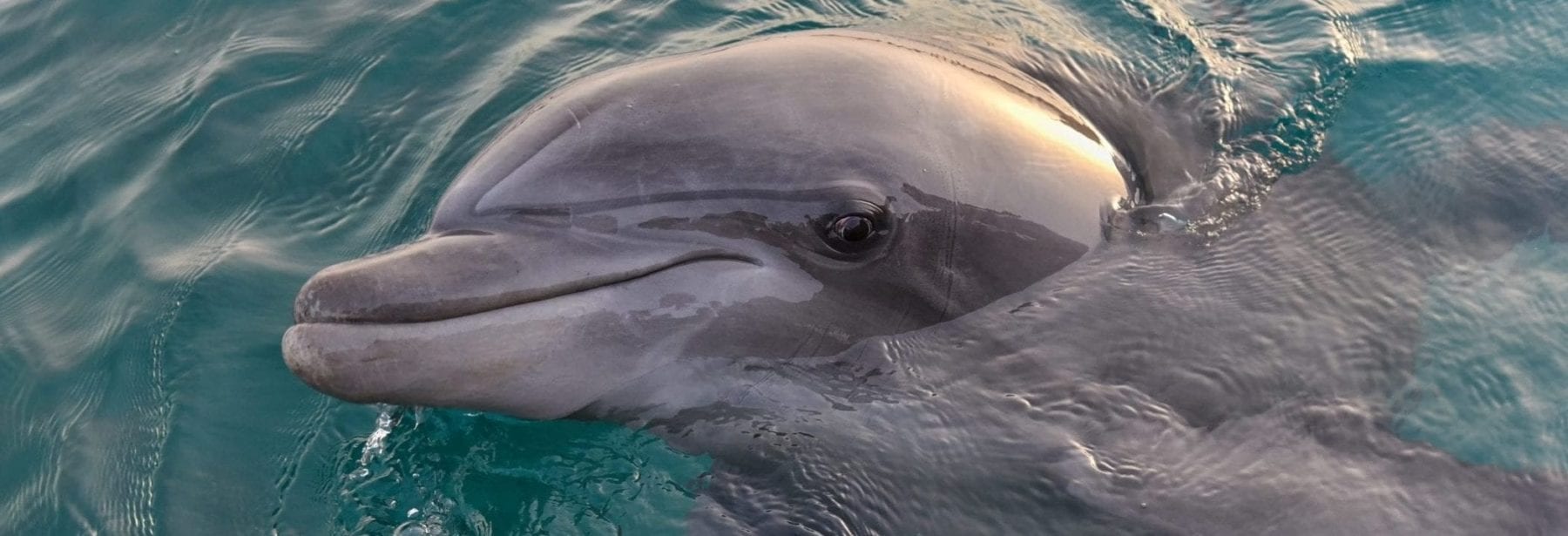 dolphin cruises in gulf shores alabama