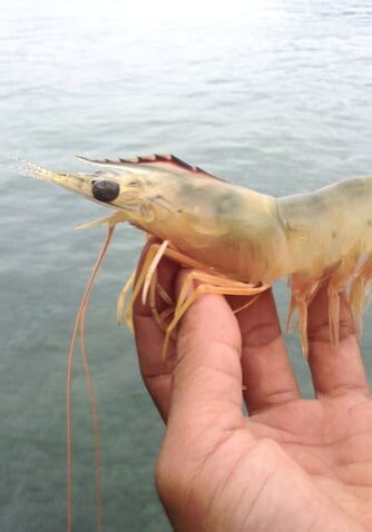 Shrimp - the Dolphin Fun Boats