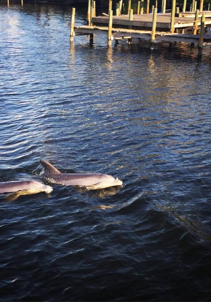 Sunset Dolphin - The Dolphin Fun Boats