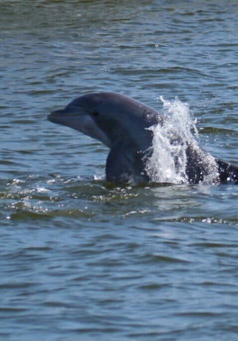 The Fun Boats Dolphin Cruises