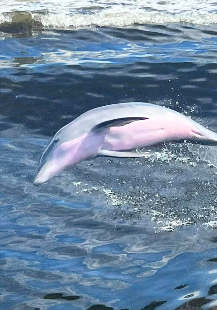 The Fun Boats Dolphin Cruises Gulf Shores Orange Beach384441833_802060251922807_5702521302110042961_n