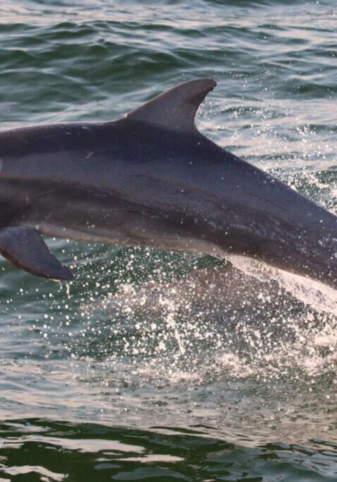 The Fun Boats Dolphin Cruises Gulf Shores Orange Beach384749712_802056345256531_189348871404445389_n