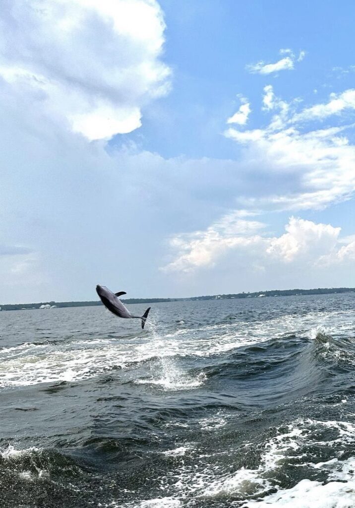 The Fun Boats Dolphin Cruises Gulf Shores Orange Beach449338514_986584046803759_5858454002096788871_n