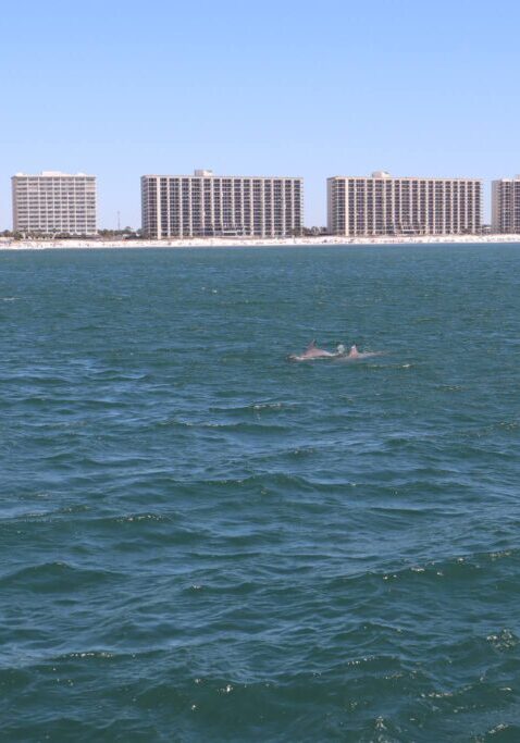 The Fun Boats Dolphin Cruises Gulf Shores Orange Beach449688538_987099433418887_267713956381649538_n