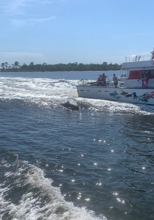 The Fun Boats Dolphin Cruises Gulf Shores Orange Beach449705248_987102416751922_7759575679634821202_n