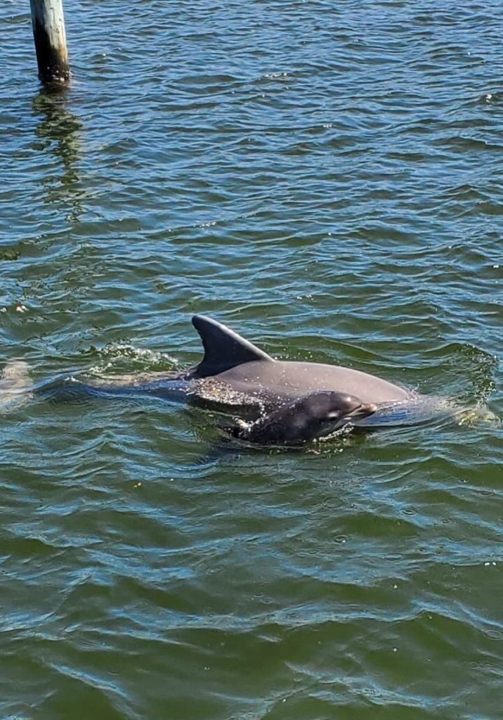 The Fun Boats Dolphin Cruises Gulf Shores Orange Beach461505836_1052923196836510_685342751108824629_n