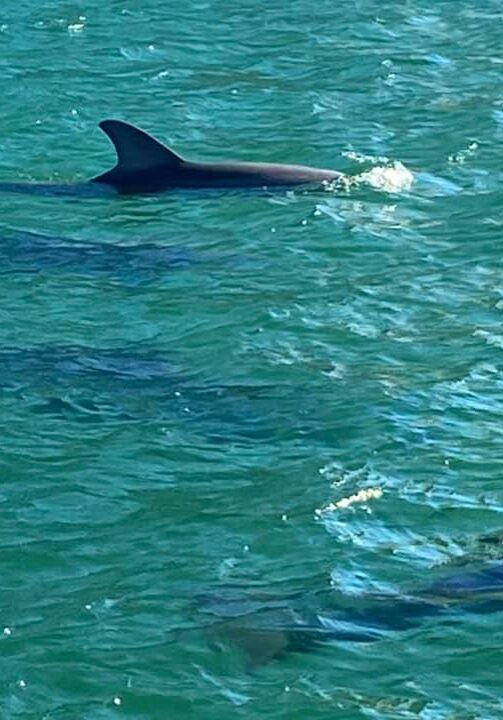 The Fun Boats Dolphin Cruises Gulf Shores Orange Beach461826676_1052918446836985_2808823378242584965_n