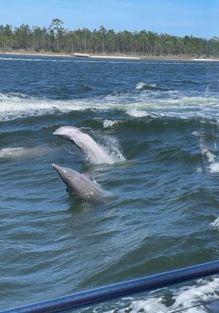 The Fun Boats Dolphin Cruises Gulf Shores Orange Beachimage0