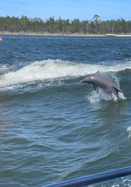 The Fun Boats Dolphin Cruises Gulf Shores Orange Beachimage1
