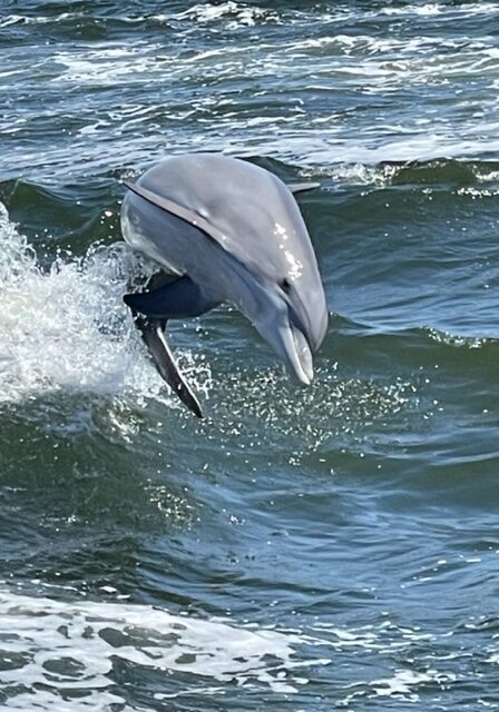 The Fun Boats Dolphin Cruises Gulf Shores Orange Beachimage2