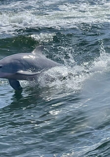 The Fun Boats Dolphin Cruises Gulf Shores Orange Beachimage4