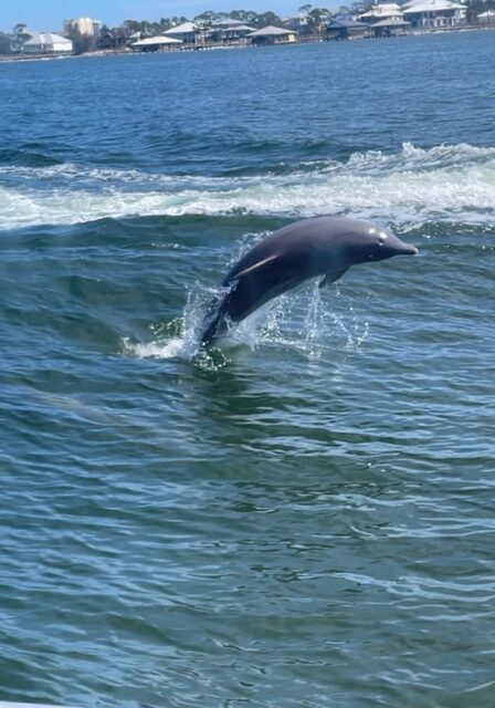 The Fun Boats Dolphin Cruises Gulf Shores Orange Beachimage5