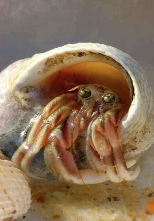 tiny-hermit-crab-crystal-garner